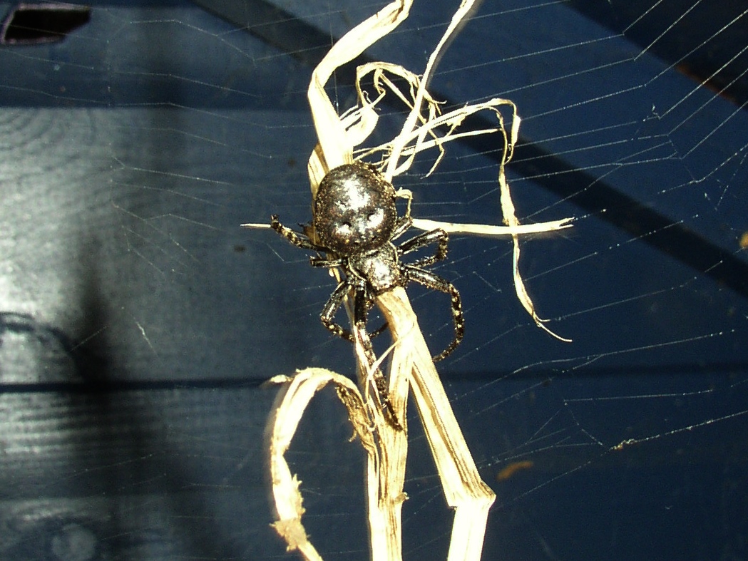 Fwd: spider in the Wendy house by Roland Geordie			
					</div><!-- .entry-content -->
		
		<footer>
		
		
		
					
					</footer><!-- .entry-meta -->
	</article><!-- #post -->
				
											
				
		
<hr class=