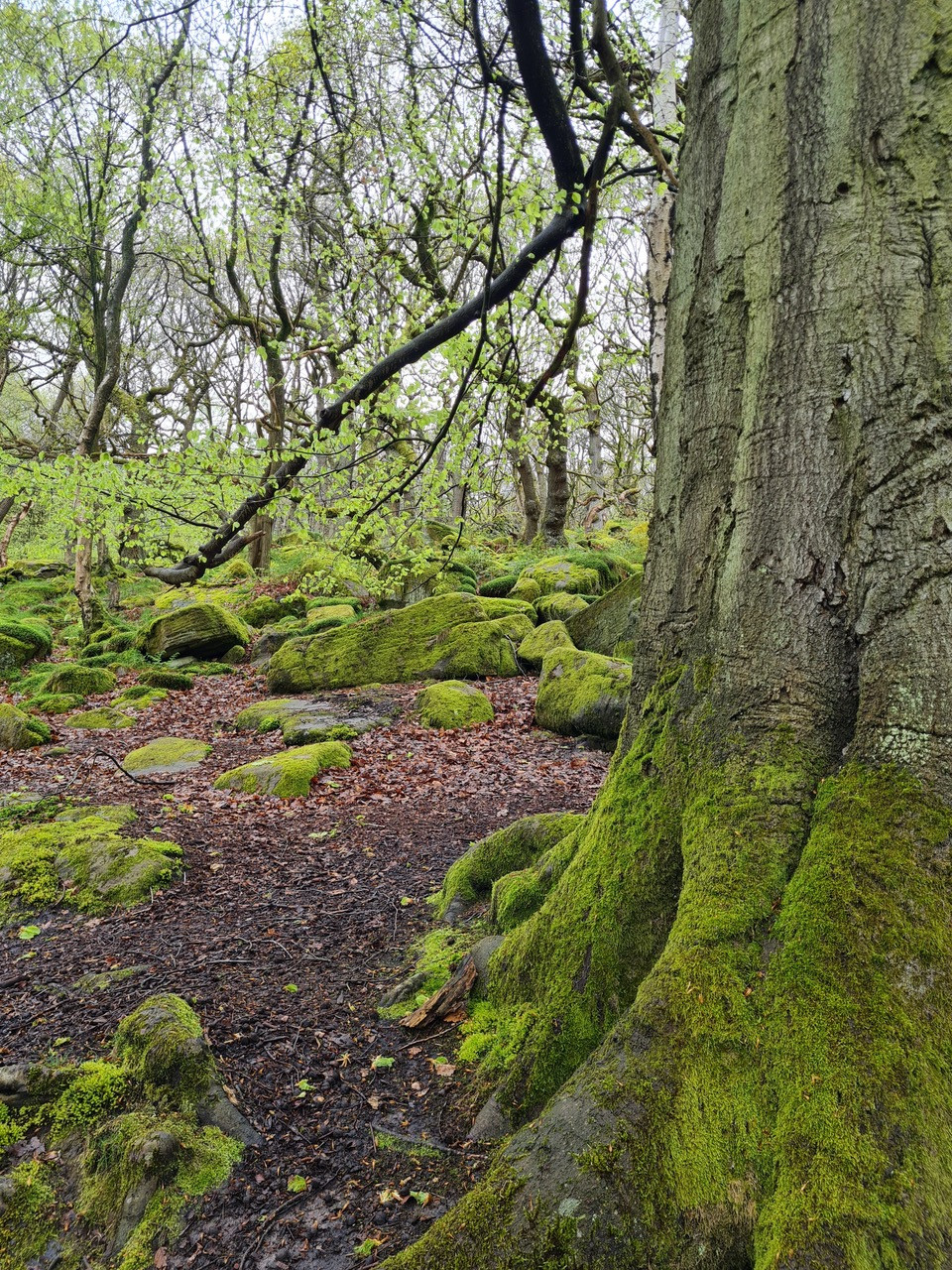 Fwd: Photo – Ecclesall Woods			
					</div><!-- .entry-content -->
		
		<footer>
		
		
		
					
					</footer><!-- .entry-meta -->
	</article><!-- #post -->
				
											
				
		
<hr class=