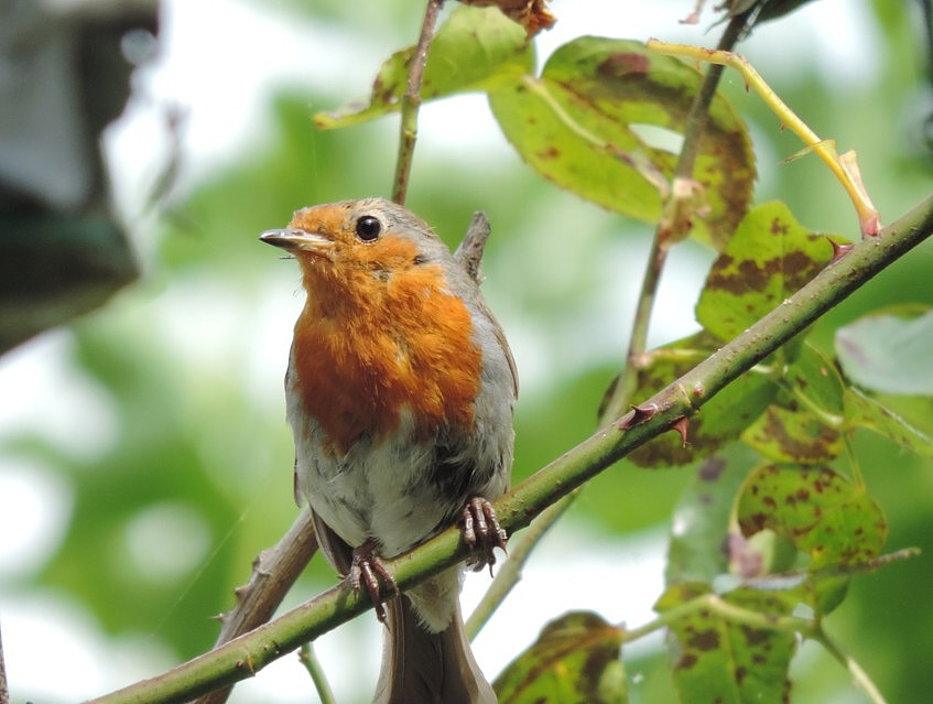 Fwd: Photos from Mr Ken Webster OAP of Sheffield			
					</div><!-- .entry-content -->
		
		<footer>
		
		
		
					
					</footer><!-- .entry-meta -->
	</article><!-- #post -->
				
											
				
		
<hr class=