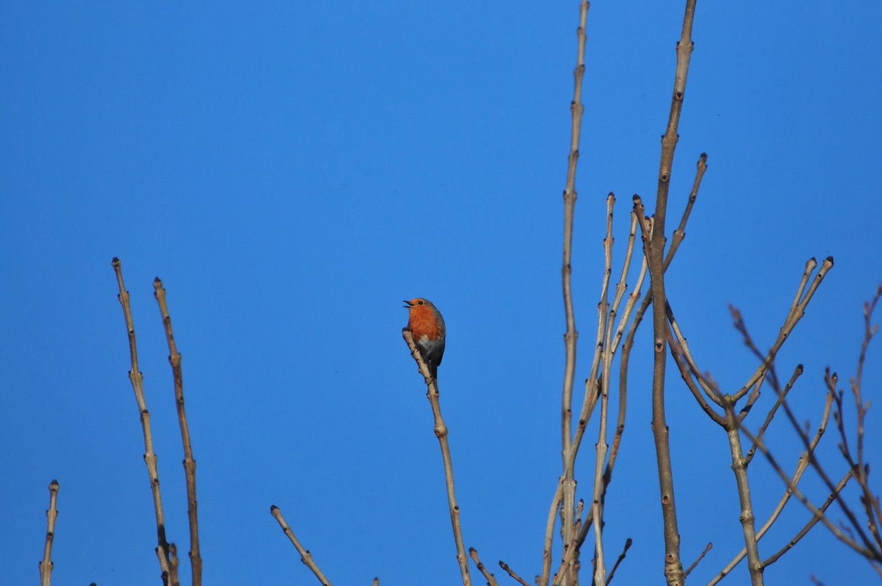 Fwd: Roland Geordie Robin singing			
					</div><!-- .entry-content -->
		
		<footer>
		
		
		
					
					</footer><!-- .entry-meta -->
	</article><!-- #post -->
				
											
				
		
<hr class=