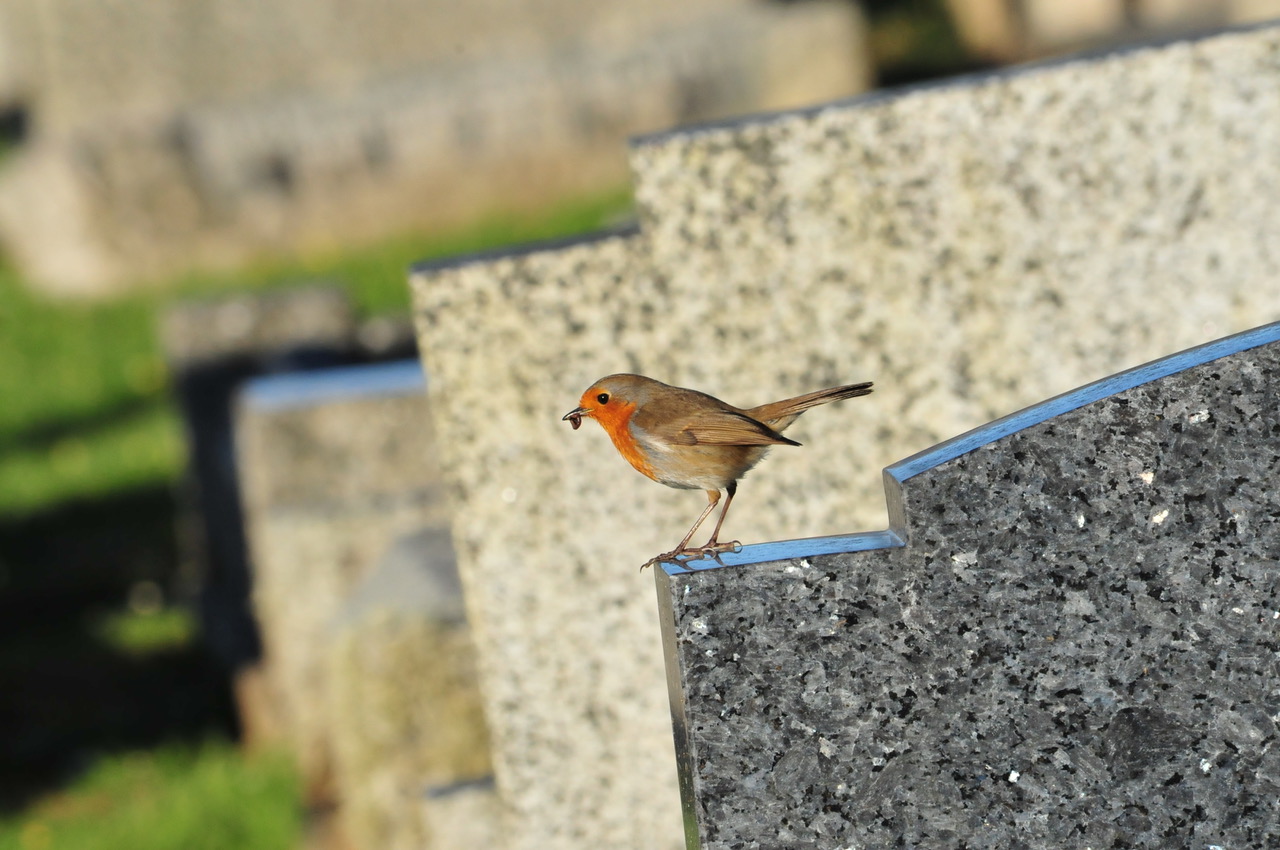 Fwd: Roland Geordie Robin fetching dinner			
					</div><!-- .entry-content -->
		
		<footer>
		
		
		
					
					</footer><!-- .entry-meta -->
	</article><!-- #post -->
				
											
				
		
<hr class=