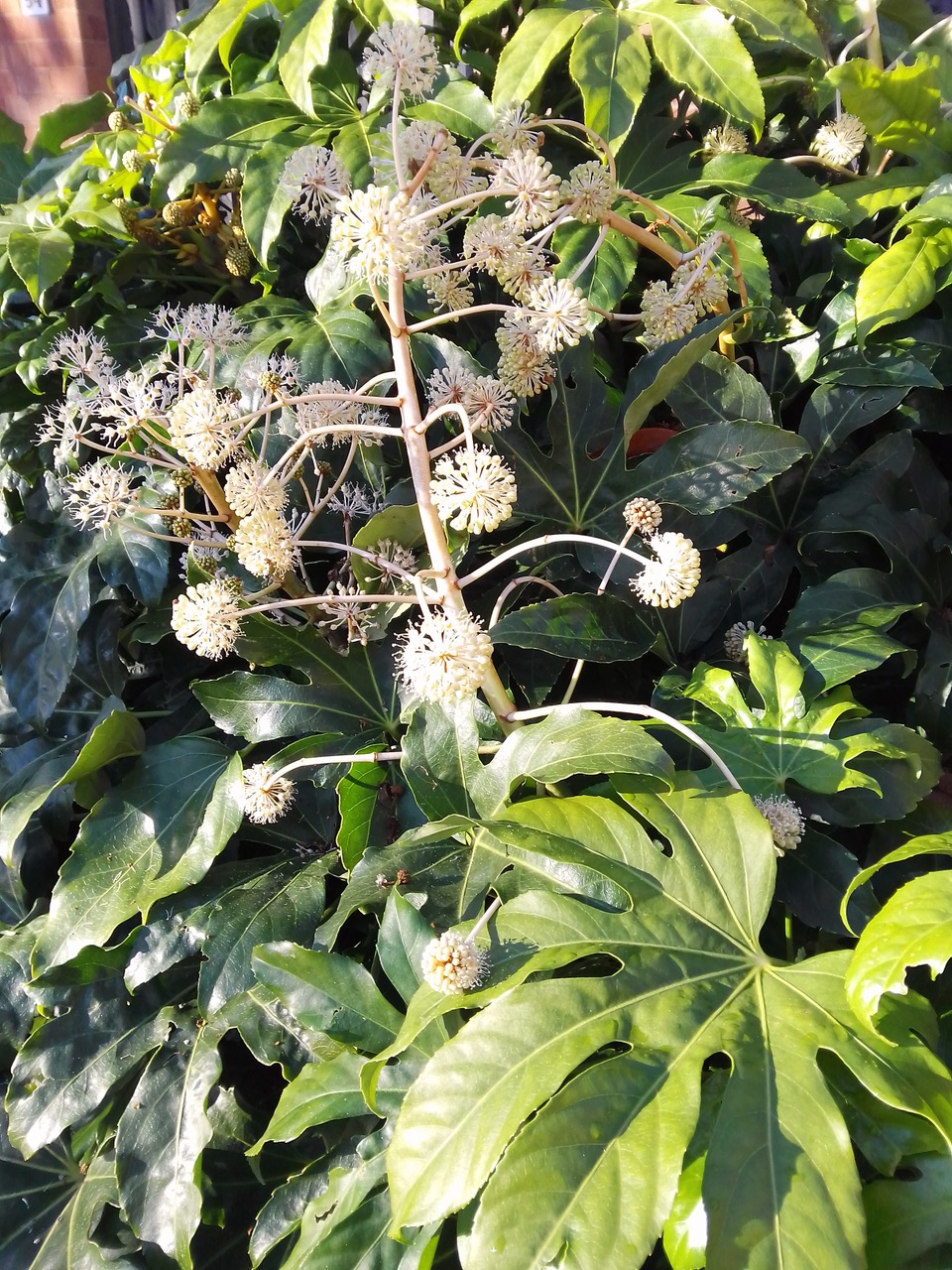 Fwd: Castor oil plant			
					</div><!-- .entry-content -->
		
		<footer>
		
		
		
					
					</footer><!-- .entry-meta -->
	</article><!-- #post -->
				
											
				
		
<hr class=