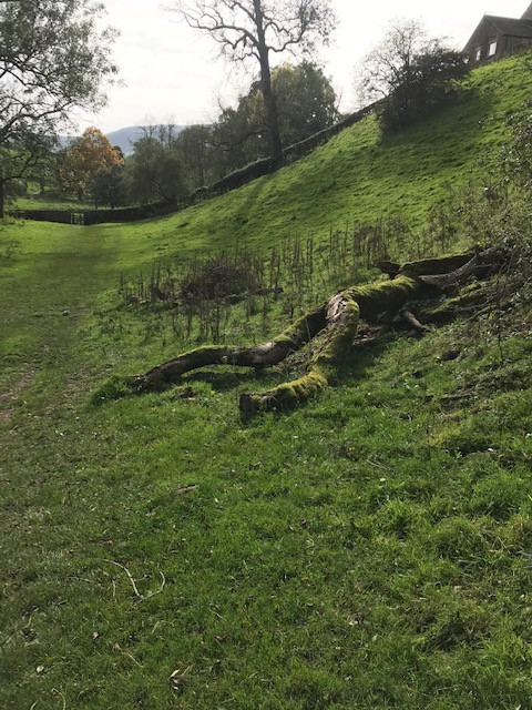 Fwd: Dead tree branch			
					</div><!-- .entry-content -->
		
		<footer>
		
		
		
					
					</footer><!-- .entry-meta -->
	</article><!-- #post -->
				
											
				
		
<hr class=