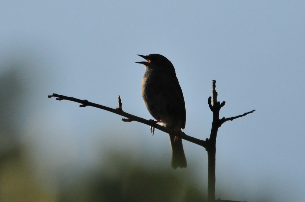 Fwd: Roland Geordie Morning Song			
					</div><!-- .entry-content -->
		
		<footer>
		
		
		
					
					</footer><!-- .entry-meta -->
	</article><!-- #post -->
				
											
				
		
<hr class=