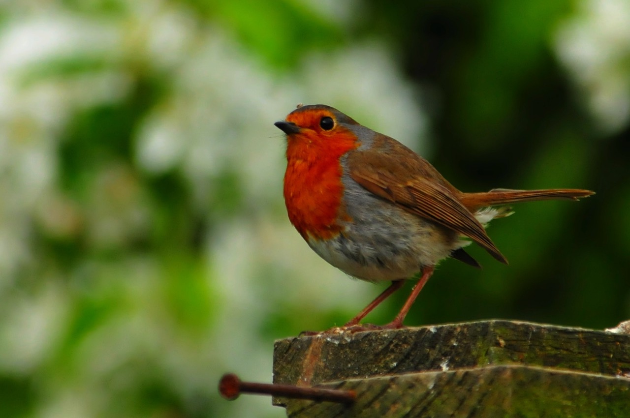 Fwd: Roland Geordie …. Robin thinking			
					</div><!-- .entry-content -->
		
		<footer>
		
		
		
					
					</footer><!-- .entry-meta -->
	</article><!-- #post -->
				
											
				
		
<hr class=