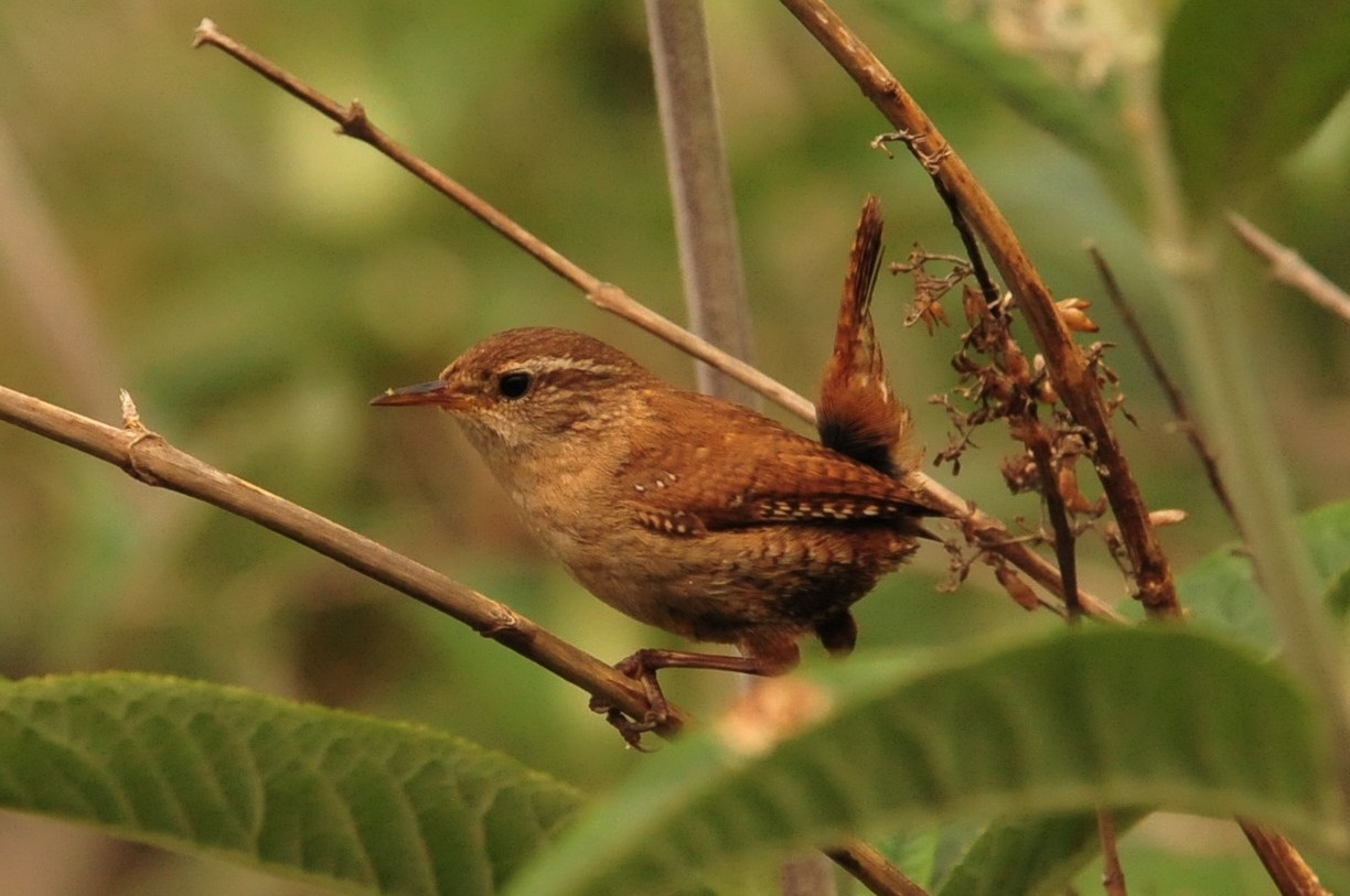 Fwd: Roland Geordie ….. Jenny wren			
					</div><!-- .entry-content -->
		
		<footer>
		
		
		
					
					</footer><!-- .entry-meta -->
	</article><!-- #post -->
				
											
				
		
<hr class=
