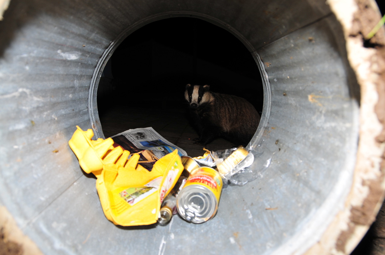 Fwd: Roland Geordie, badger in bin			
					</div><!-- .entry-content -->
		
		<footer>
		
		
		
					
					</footer><!-- .entry-meta -->
	</article><!-- #post -->
				
											
				
		
<hr class=