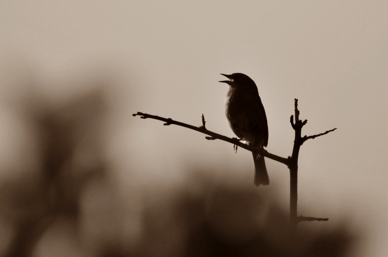 Fwd: Roland Geordie, Wren calling			
					</div><!-- .entry-content -->
		
		<footer>
		
		
		
					
					</footer><!-- .entry-meta -->
	</article><!-- #post -->
				
											
				
		
<hr class=