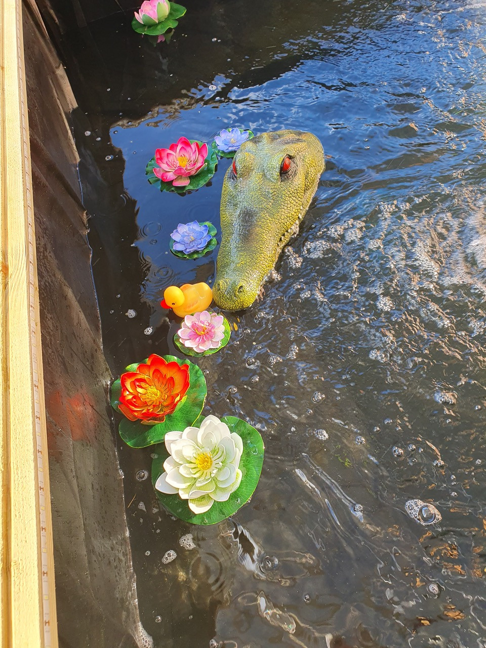 Fwd: Monty gater chilling in sun			
					</div><!-- .entry-content -->
		
		<footer>
		
		
		
					
					</footer><!-- .entry-meta -->
	</article><!-- #post -->
				
											
				
		
<hr class=