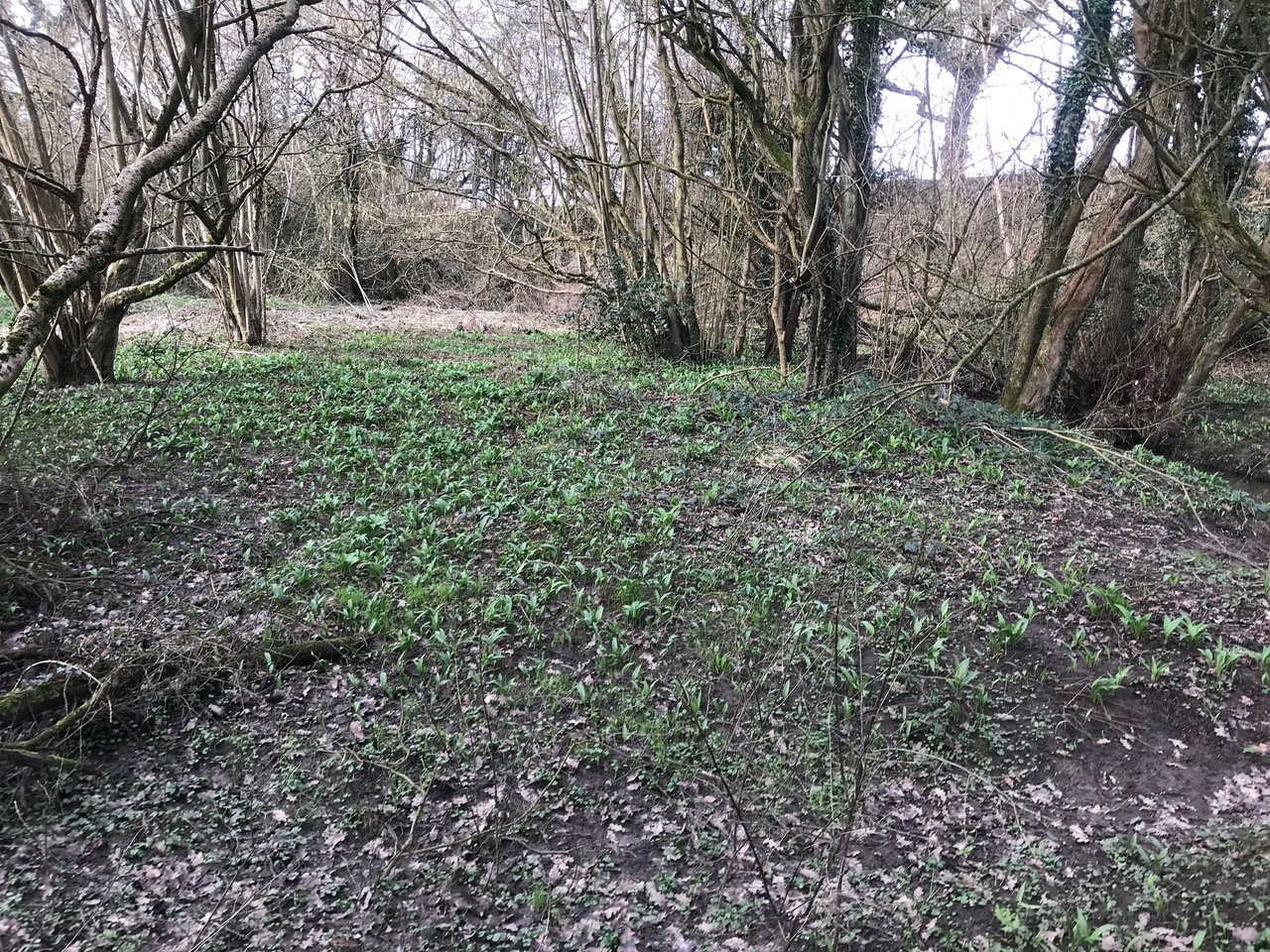 Fwd: February wild garlic in Troway			
					</div><!-- .entry-content -->
		
		<footer>
		
		
		
					
					</footer><!-- .entry-meta -->
	</article><!-- #post -->
				
											
				
		
<hr class=