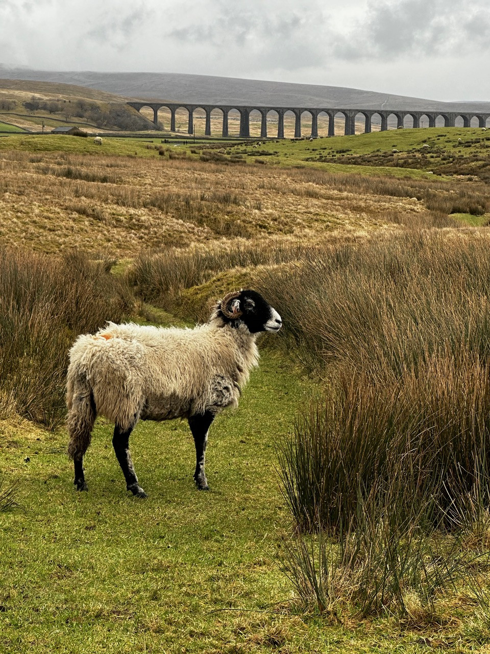 Fwd: Chapel le dale Yorkshire			
					</div><!-- .entry-content -->
		
		<footer>
		
		
		
					
					</footer><!-- .entry-meta -->
	</article><!-- #post -->
				
											
				
		
<hr class=