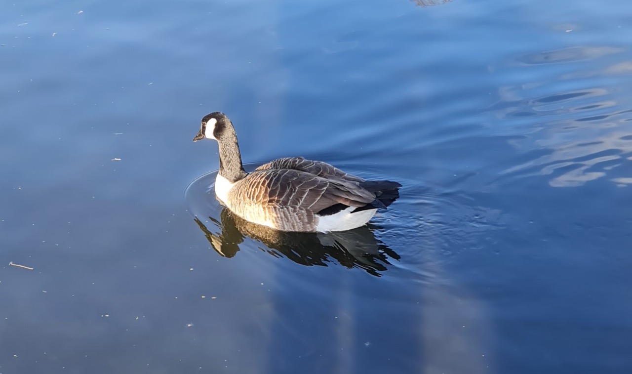 Fwd: Photograph by K Johnson Hillsborough park.			
					</div><!-- .entry-content -->
		
		<footer>
		
		
		
					
					</footer><!-- .entry-meta -->
	</article><!-- #post -->
				
											
				
		
<hr class=