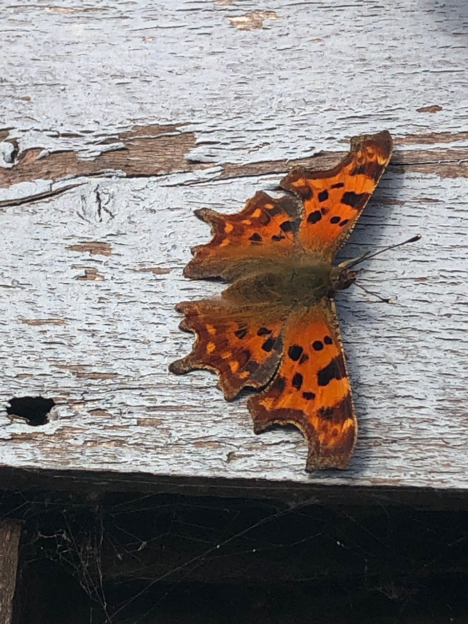 Fwd: Thurcroft Comma.  Christine May Turner.			
					</div><!-- .entry-content -->
		
		<footer>
		
		
		
					
					</footer><!-- .entry-meta -->
	</article><!-- #post -->
				
											
				
		
<hr class=