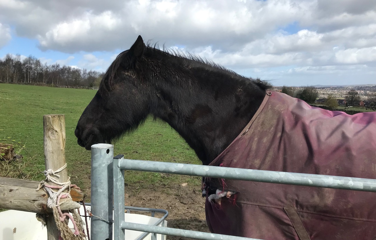 Fwd: Chris – Wadsley Common			
					</div><!-- .entry-content -->
		
		<footer>
		
		
		
					
					</footer><!-- .entry-meta -->
	</article><!-- #post -->
				
											
				
		
<hr class=