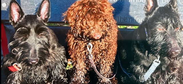 Fwd: Nic Taylor   Graves Park			
					</div><!-- .entry-content -->
		
		<footer>
		
		
		
					
					</footer><!-- .entry-meta -->
	</article><!-- #post -->
				
											
				
		
<hr class=