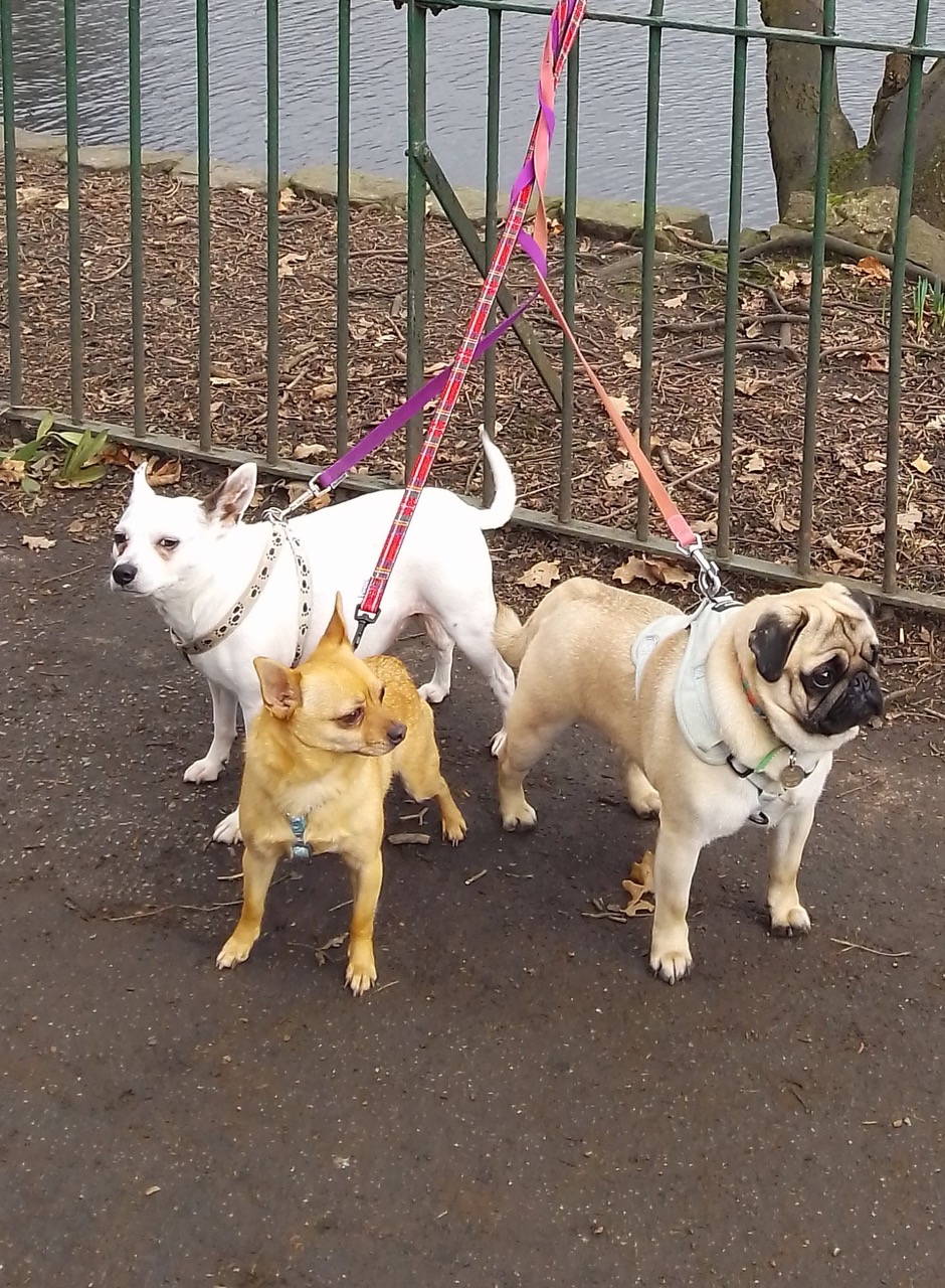 Fwd: Wilma, Eddie & Ollie			
					</div><!-- .entry-content -->
		
		<footer>
		
		
		
					
					</footer><!-- .entry-meta -->
	</article><!-- #post -->
				
											
				
		
<hr class=