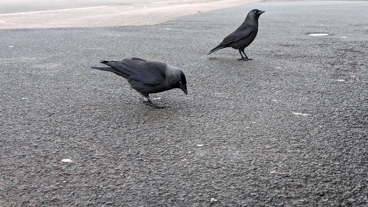 Fwd: Greg Howarth Jackdaws crookes valley park			
					</div><!-- .entry-content -->
		
		<footer>
		
		
		
					
					</footer><!-- .entry-meta -->
	</article><!-- #post -->
				
											
				
		
<hr class=