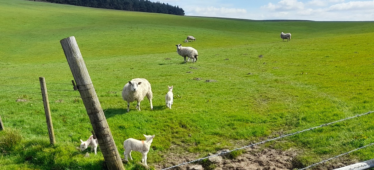 Fwd: Gail Ellis,  Bradfield babies			
					</div><!-- .entry-content -->
		
		<footer>
		
		
		
					
					</footer><!-- .entry-meta -->
	</article><!-- #post -->
				
											
				
		
<hr class=