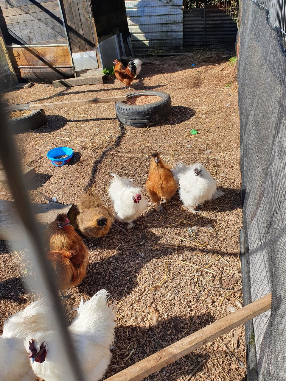 Fwd: Our chickens			
					</div><!-- .entry-content -->
		
		<footer>
		
		
		
					
					</footer><!-- .entry-meta -->
	</article><!-- #post -->
				
											
				
		
<hr class=