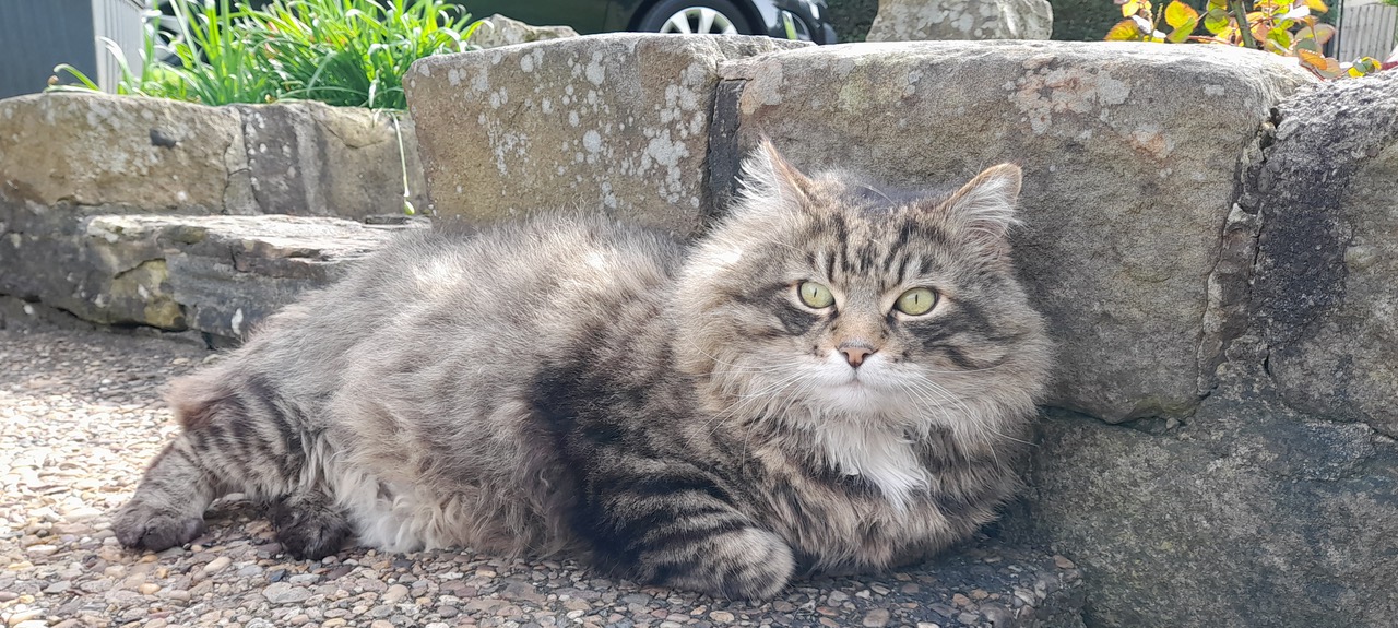 Fwd: Gail Ellis, Ollie			
					</div><!-- .entry-content -->
		
		<footer>
		
		
		
					
					</footer><!-- .entry-meta -->
	</article><!-- #post -->
				
											
				
		
<hr class=