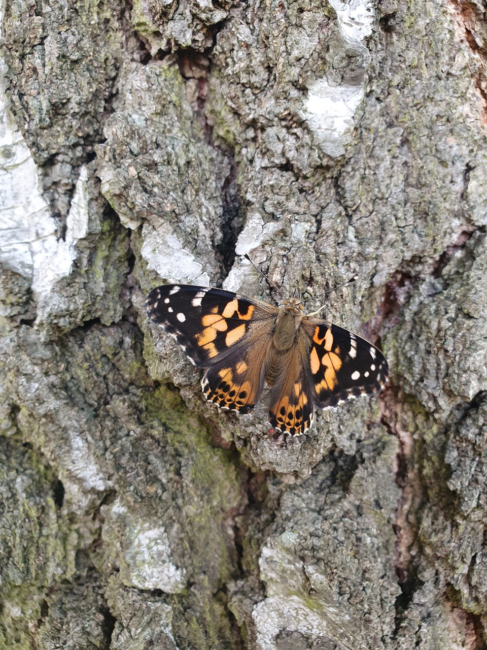 Fwd:			
					</div><!-- .entry-content -->
		
		<footer>
		
		
		
					
					</footer><!-- .entry-meta -->
	</article><!-- #post -->
				
											
				
		
<hr class=