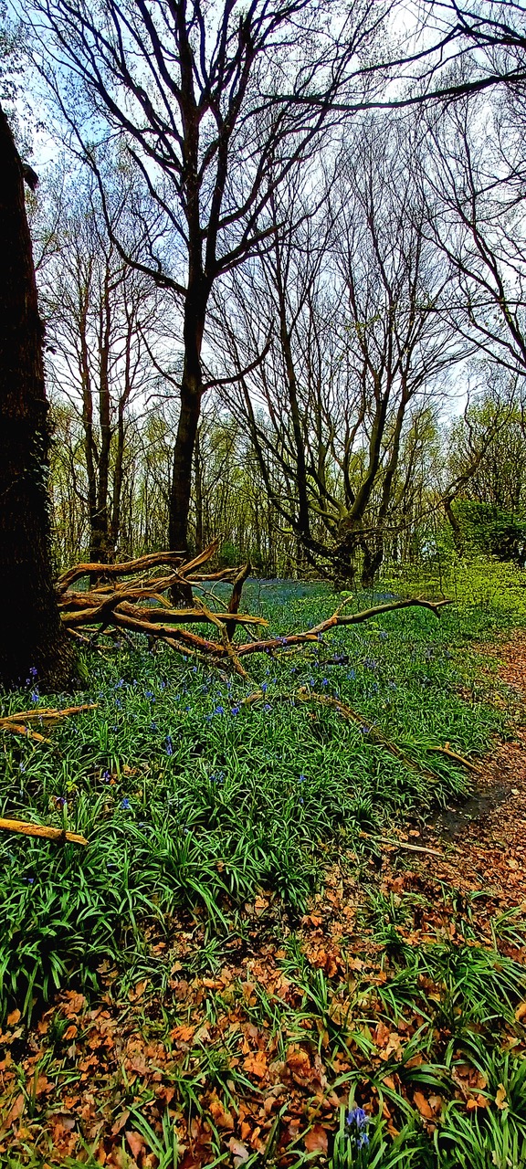 Fwd: By Markius Maximus- Bluebells in Gulling Wood , Ravenfield.			
					</div><!-- .entry-content -->
		
		<footer>
		
		
		
					
					</footer><!-- .entry-meta -->
	</article><!-- #post -->
				
											
				
		
<hr class=