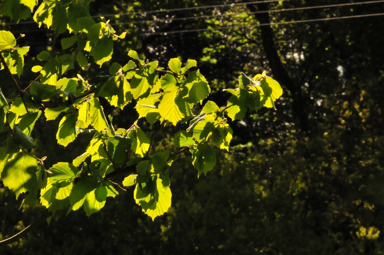 Fwd: Sunlight and Leaves by Roland Geordie			
					</div><!-- .entry-content -->
		
		<footer>
		
		
		
					
					</footer><!-- .entry-meta -->
	</article><!-- #post -->
				
											
				
		
<hr class=