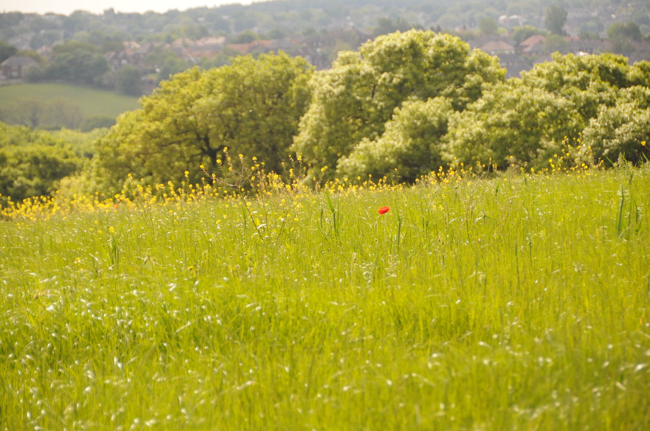 Fwd: Poppy by Roland Geordie			
					</div><!-- .entry-content -->
		
		<footer>
		
		
		
					
					</footer><!-- .entry-meta -->
	</article><!-- #post -->
				
											
				
		
<hr class=