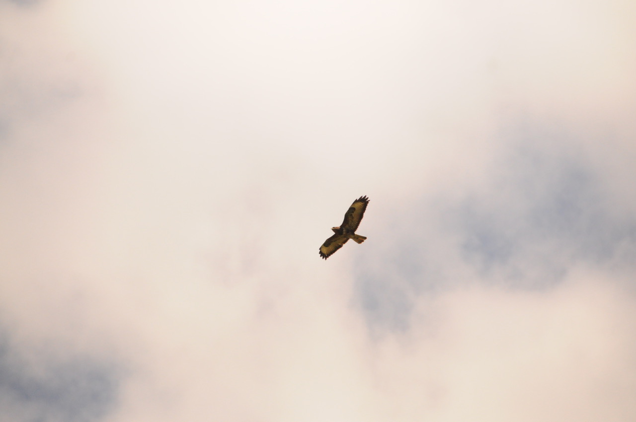 Fwd: Buzzard over the Cross			
					</div><!-- .entry-content -->
		
		<footer>
		
		
		
					
					</footer><!-- .entry-meta -->
	</article><!-- #post -->
				
											
				
		
<hr class=