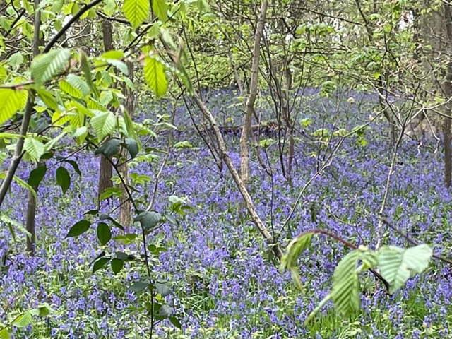 Fwd: Woolley Wood Wincobank			
					</div><!-- .entry-content -->
		
		<footer>
		
		
		
					
					</footer><!-- .entry-meta -->
	</article><!-- #post -->
				
											
				
		
<hr class=