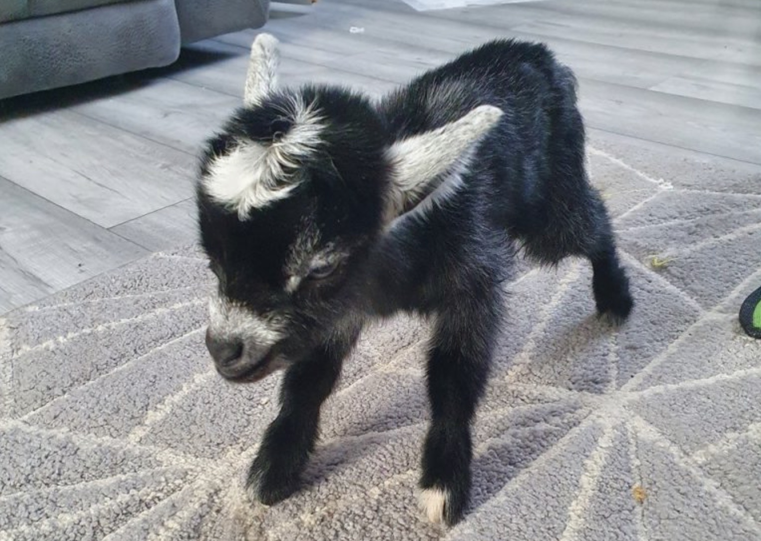 Fwd: Romeo baby Goat			
					</div><!-- .entry-content -->
		
		<footer>
		
		
		
					
					</footer><!-- .entry-meta -->
	</article><!-- #post -->
				
											
				
		
<hr class=