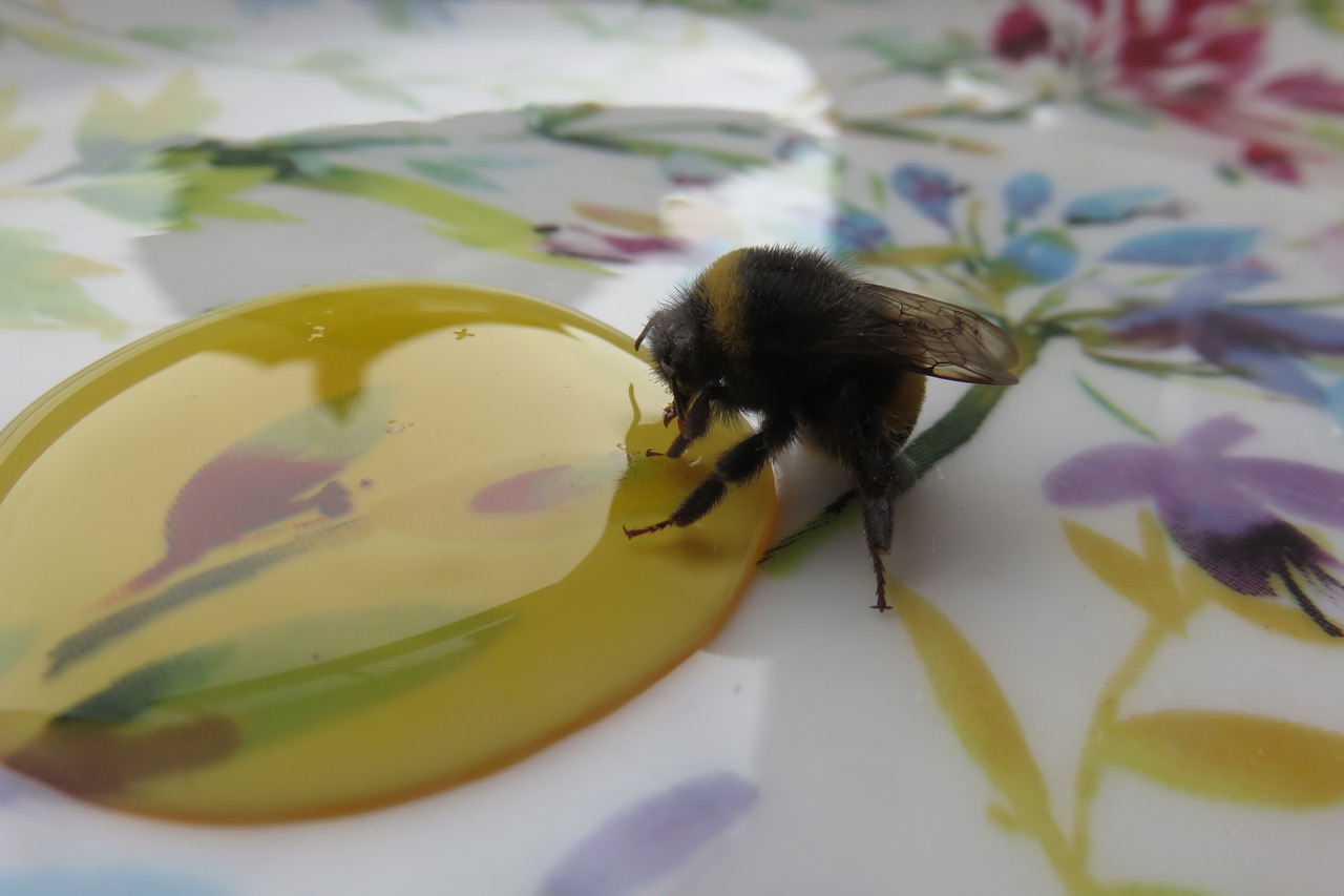 Fwd: Bee being revived with syrup by Roland Geordie			
					</div><!-- .entry-content -->
		
		<footer>
		
		
		
					
					</footer><!-- .entry-meta -->
	</article><!-- #post -->
				
											
				
		
<hr class=