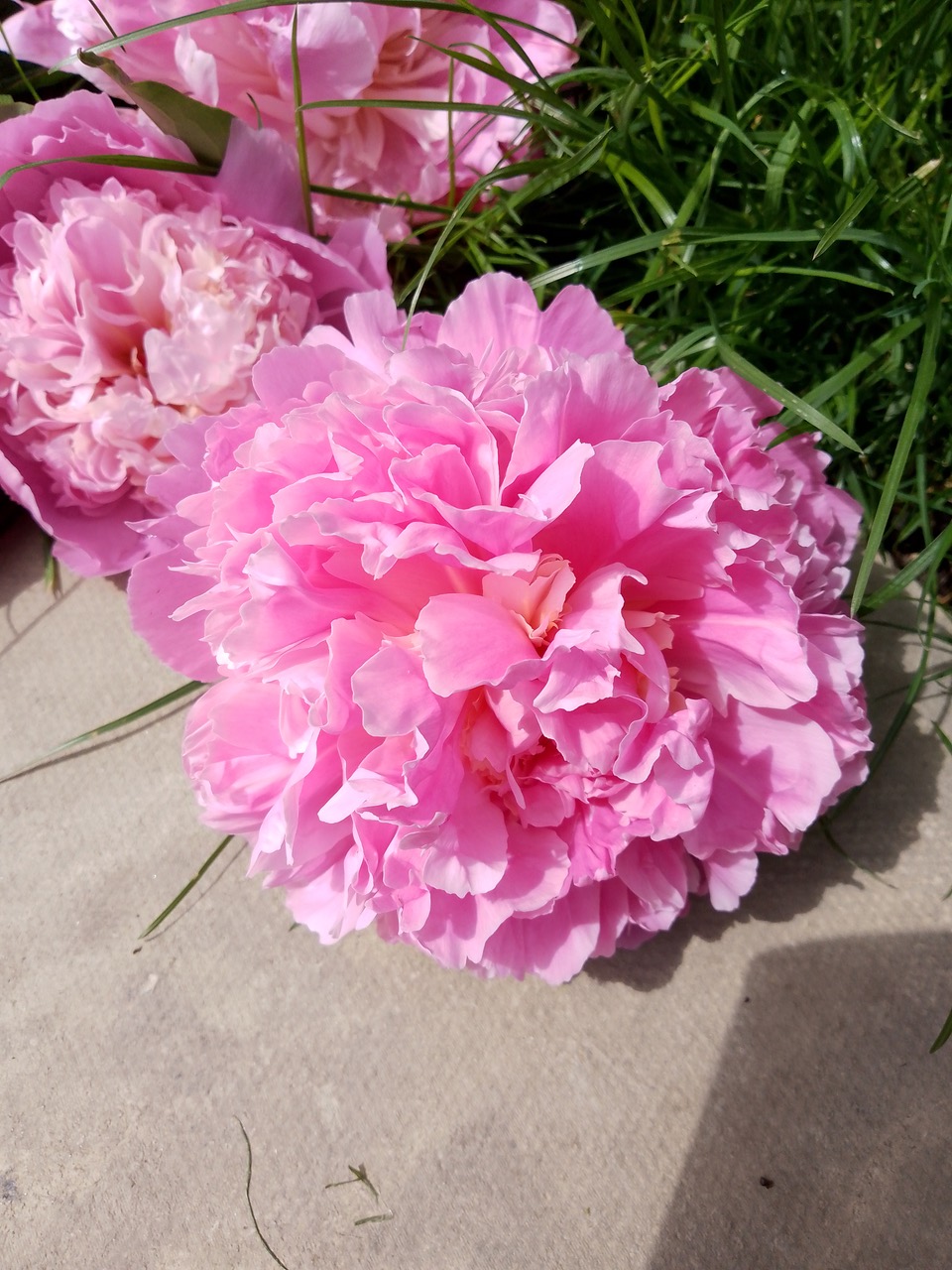 Fwd: Photo by Sarah bark…my garden			
					</div><!-- .entry-content -->
		
		<footer>
		
		
		
					
					</footer><!-- .entry-meta -->
	</article><!-- #post -->
				
											
				
		
<hr class=