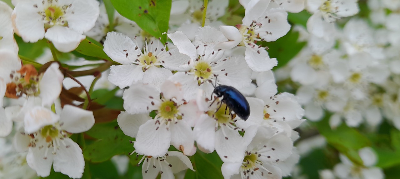 Fwd: Gail Ellis, Iridescent blue beetle on hawthorn blossoms			
					</div><!-- .entry-content -->
		
		<footer>
		
		
		
					
					</footer><!-- .entry-meta -->
	</article><!-- #post -->
				
											
				
		
<hr class=