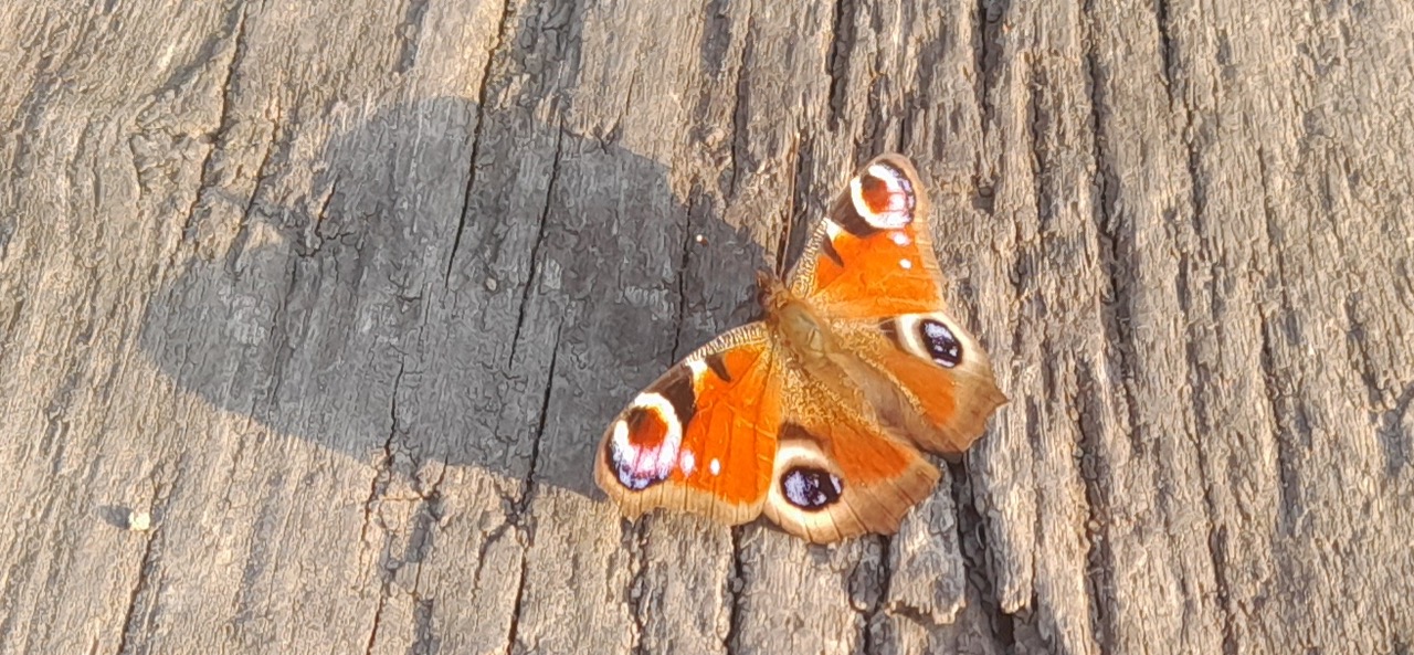 Fwd: Gail Ellis, Peacock butterfly			
					</div><!-- .entry-content -->
		
		<footer>
		
		
		
					
					</footer><!-- .entry-meta -->
	</article><!-- #post -->
				
											
				
		
<hr class=