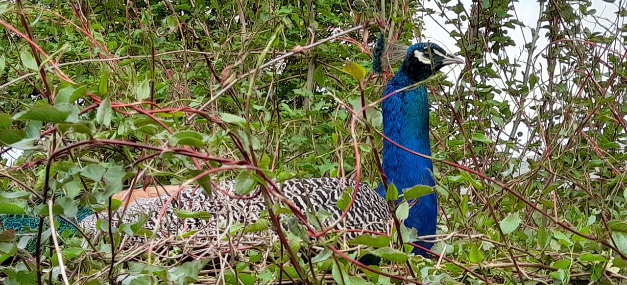 Fwd: Gail Ellis, Peacock at Strines			
					</div><!-- .entry-content -->
		
		<footer>
		
		
		
					
					</footer><!-- .entry-meta -->
	</article><!-- #post -->
				
											
				
		
<hr class=