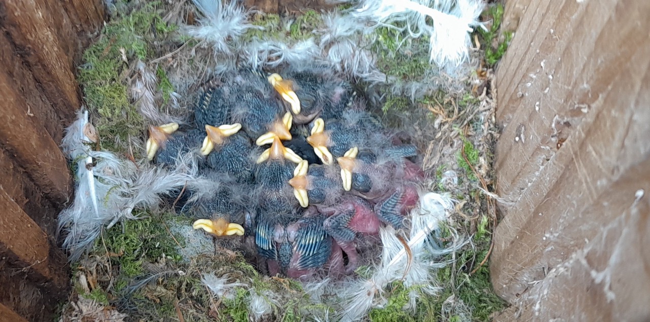 Fwd: Gail Ellis, 2024 crop of blue tits, Frecheville			
					</div><!-- .entry-content -->
		
		<footer>
		
		
		
					
					</footer><!-- .entry-meta -->
	</article><!-- #post -->
				
											
				
		
<hr class=