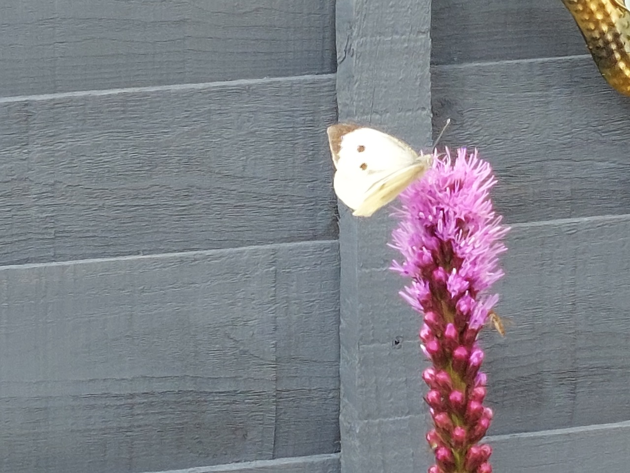 Fwd: Butterfly			
					</div><!-- .entry-content -->
		
		<footer>
		
		
		
					
					</footer><!-- .entry-meta -->
	</article><!-- #post -->
				
											
				
		
<hr class=