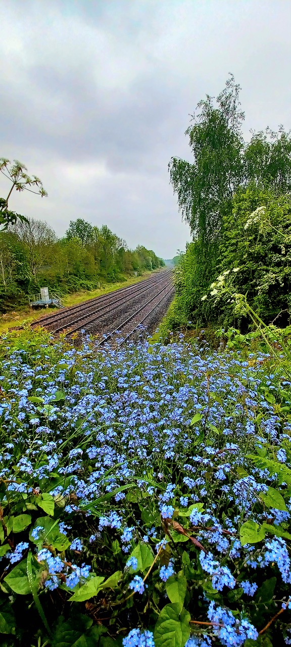 Fwd: By Markius Maximus- Forget-me-nots at Treeton.			
					</div><!-- .entry-content -->
		
		<footer>
		
		
		
					
					</footer><!-- .entry-meta -->
	</article><!-- #post -->
				
											
				
		
<hr class=