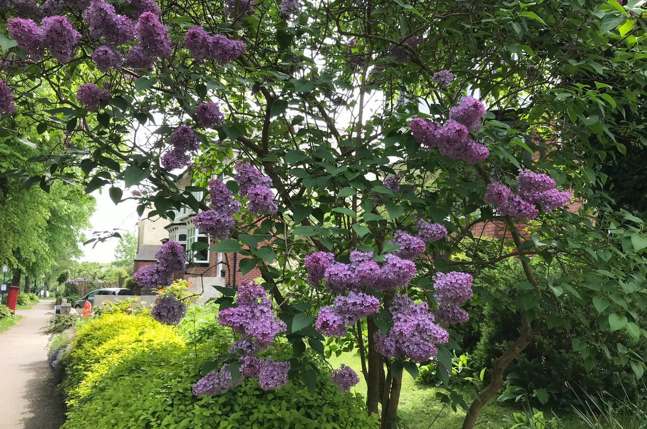 Fwd: Chris. lilac tree			
					</div><!-- .entry-content -->
		
		<footer>
		
		
		
					
					</footer><!-- .entry-meta -->
	</article><!-- #post -->
				
											
				
		
<hr class=