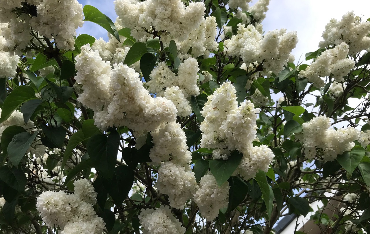 Fwd: Chris Lilac			
					</div><!-- .entry-content -->
		
		<footer>
		
		
		
					
					</footer><!-- .entry-meta -->
	</article><!-- #post -->
				
											
				
		
<hr class=