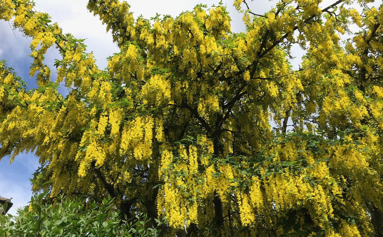 Fwd: Chris – Laburnum			
					</div><!-- .entry-content -->
		
		<footer>
		
		
		
					
					</footer><!-- .entry-meta -->
	</article><!-- #post -->
				
											
				
		
<hr class=