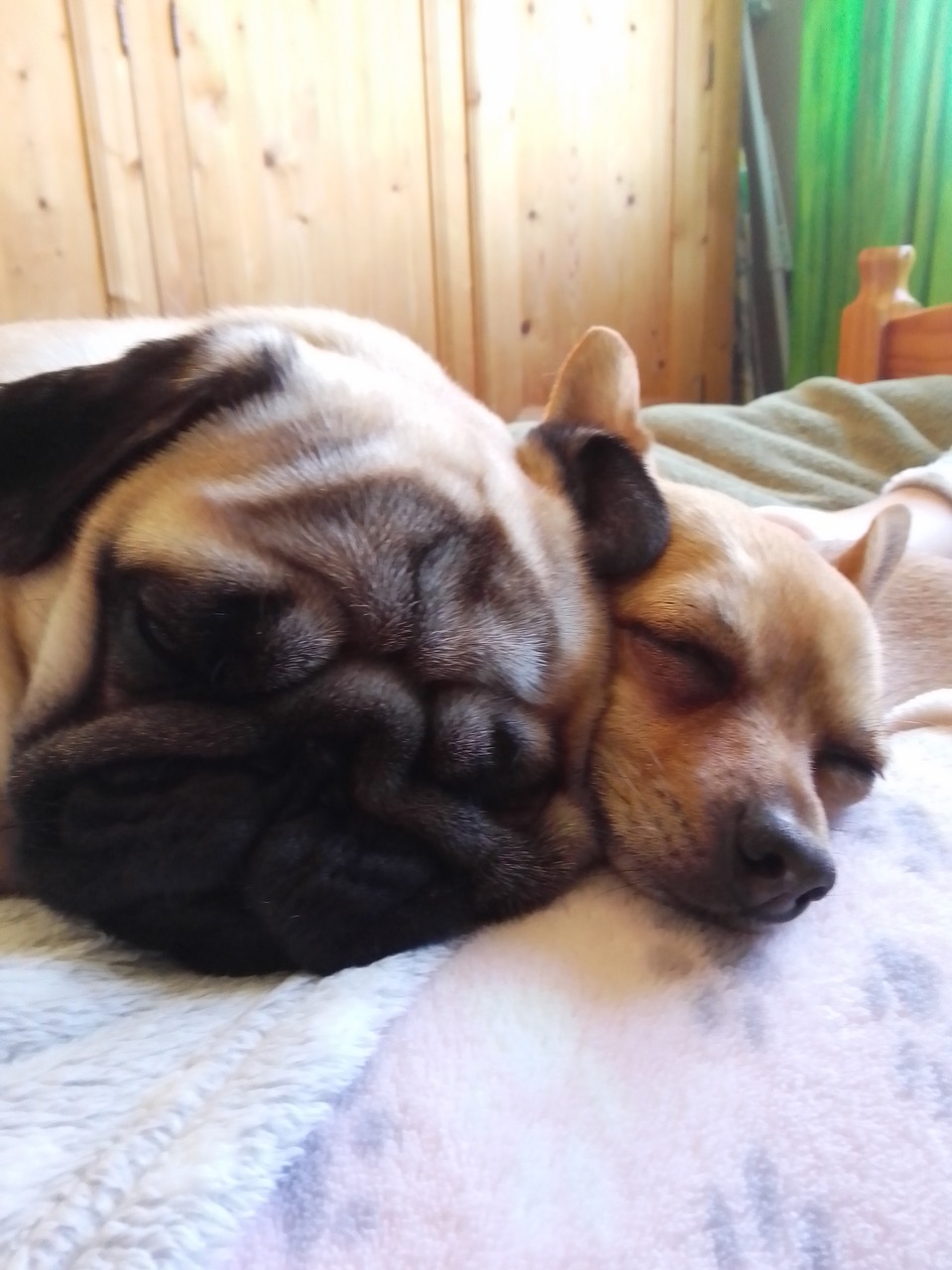 Fwd: Ollie & Eddie			
					</div><!-- .entry-content -->
		
		<footer>
		
		
		
					
					</footer><!-- .entry-meta -->
	</article><!-- #post -->
				
											
				
		
<hr class=