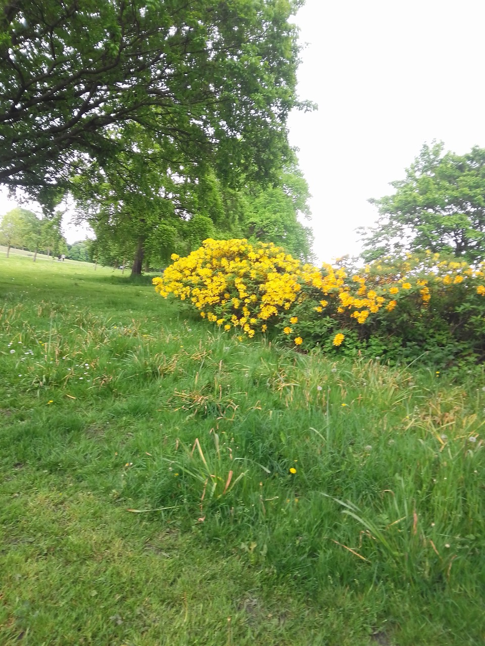 Fwd: Graves park			
					</div><!-- .entry-content -->
		
		<footer>
		
		
		
					
					</footer><!-- .entry-meta -->
	</article><!-- #post -->
				
											
				
		
<hr class=