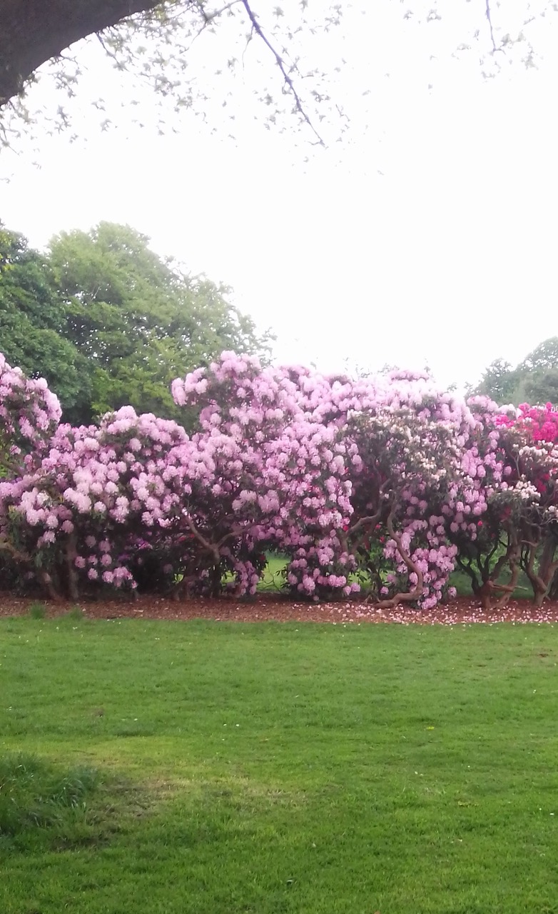 Fwd: Graves park			
					</div><!-- .entry-content -->
		
		<footer>
		
		
		
					
					</footer><!-- .entry-meta -->
	</article><!-- #post -->
				
											
				
		
<hr class=