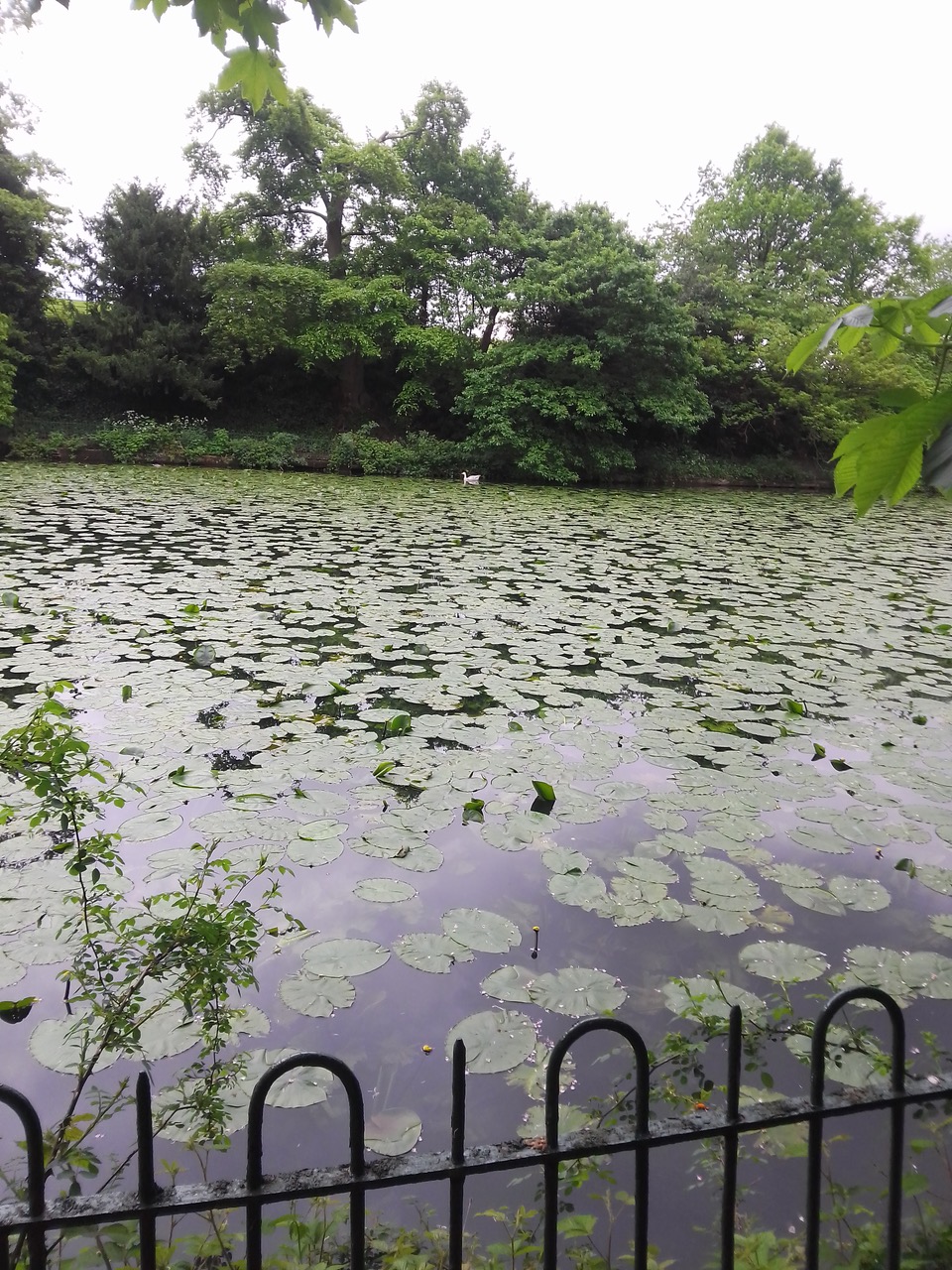 Fwd: Graves park pond			
					</div><!-- .entry-content -->
		
		<footer>
		
		
		
					
					</footer><!-- .entry-meta -->
	</article><!-- #post -->
				
											
				
		
<hr class=