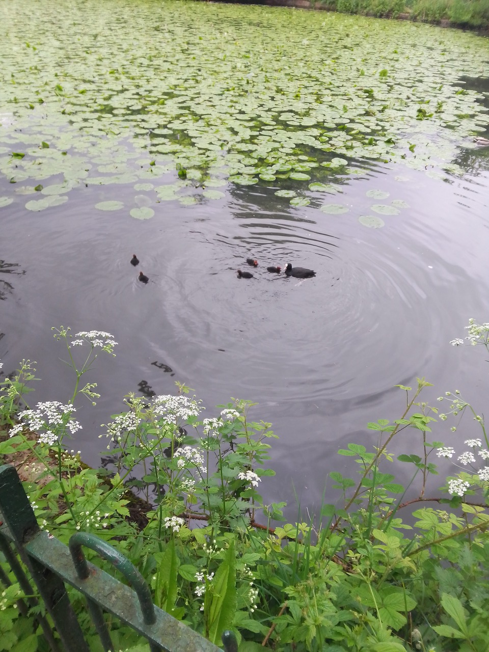 Fwd: Graves park pond			
					</div><!-- .entry-content -->
		
		<footer>
		
		
		
					
					</footer><!-- .entry-meta -->
	</article><!-- #post -->
				
											
				
		
<hr class=