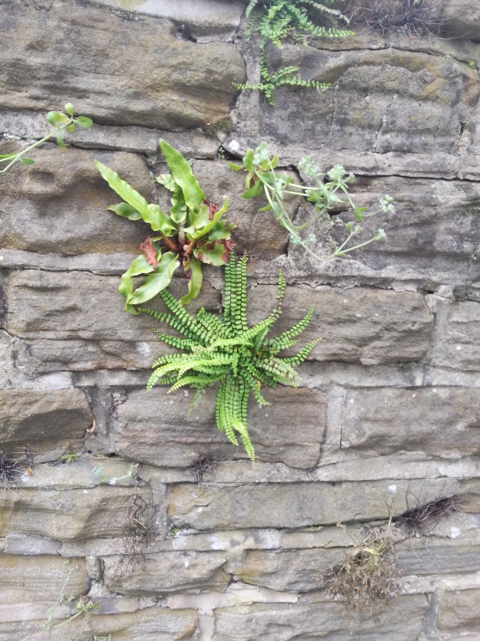 Fwd: Ferns			
					</div><!-- .entry-content -->
		
		<footer>
		
		
		
					
					</footer><!-- .entry-meta -->
	</article><!-- #post -->
				
											
				
		
<hr class=