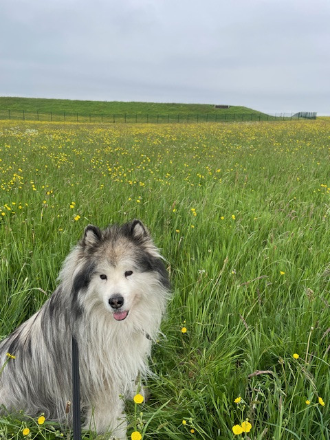 Fwd: Buttercup Field by Val Unwin			
					</div><!-- .entry-content -->
		
		<footer>
		
		
		
					
					</footer><!-- .entry-meta -->
	</article><!-- #post -->
				
											
				
		
<hr class=