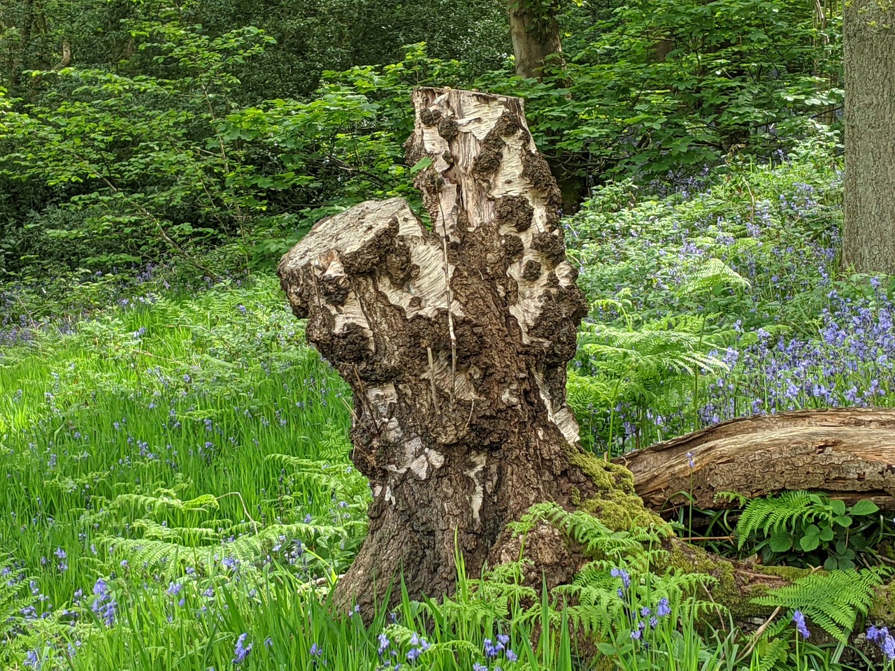 Fwd: Hutcliffe Wood			
					</div><!-- .entry-content -->
		
		<footer>
		
		
		
					
					</footer><!-- .entry-meta -->
	</article><!-- #post -->
				
											
				
		
<hr class=